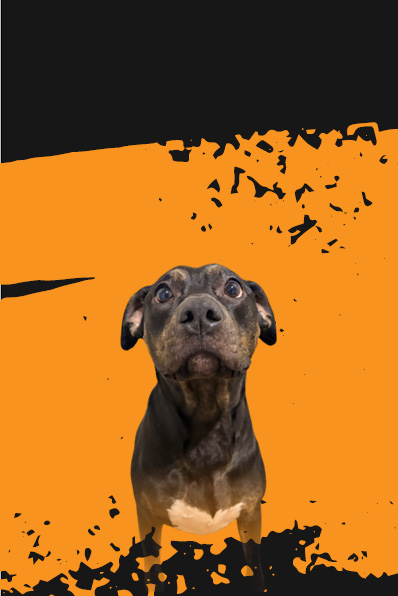 A black and white dog with a white spot on its chest is standing in front of a black background.

AI generated content