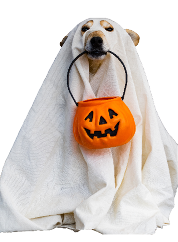 A dog wearing a sheet and holding a pumpkin in its mouth.

AI generated content
